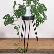Albasia Wooden Plant Stands