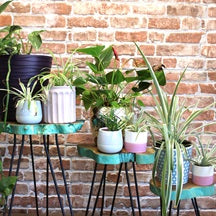 Wooden Plant Stands