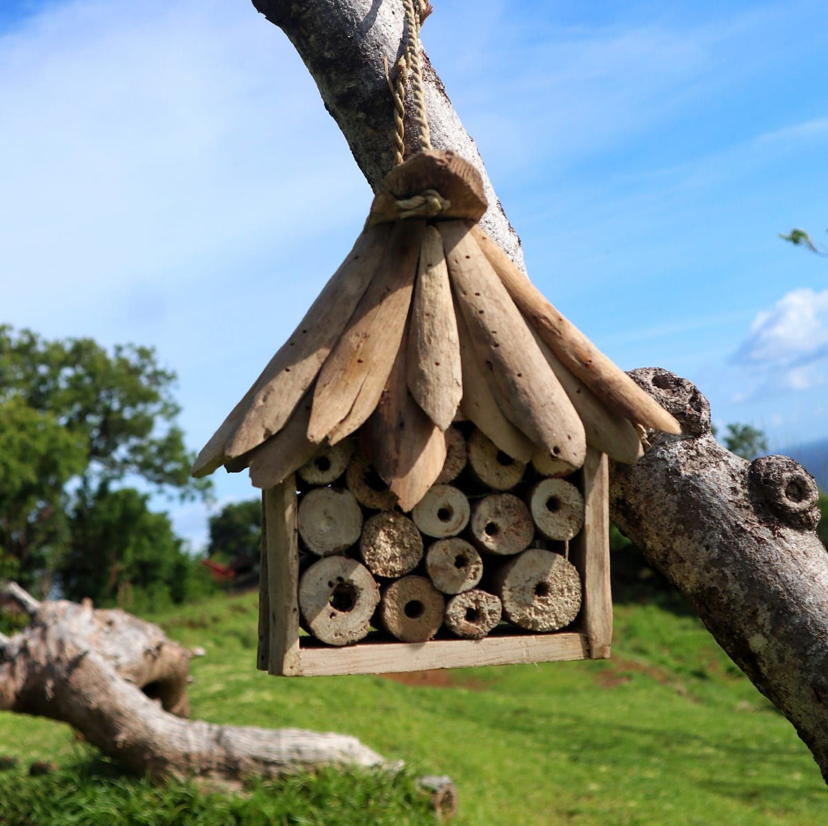 Driftwood Bee & Insect Box