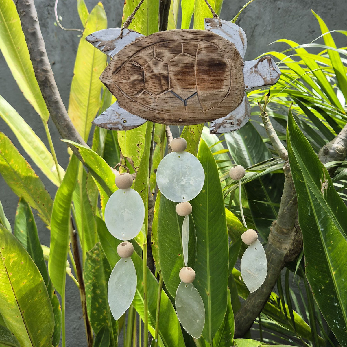Whitewash Turtle Carving and Natural Capiz Drop