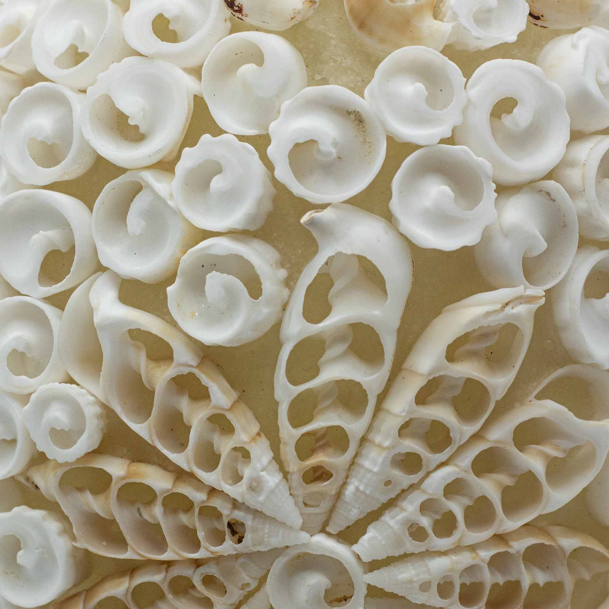 Close-up of intricately carved shell with floral patterns