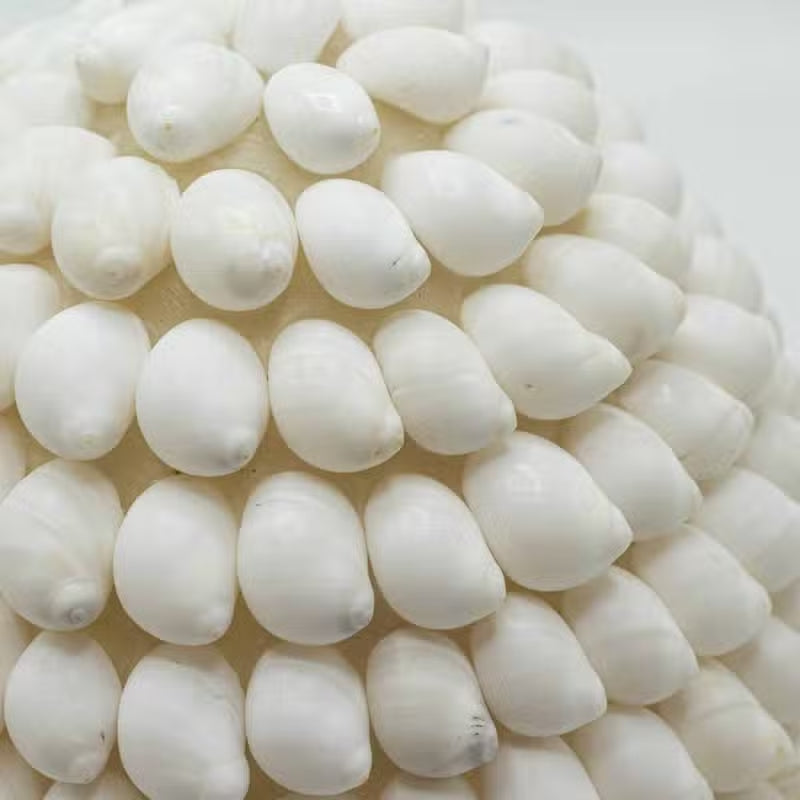 Boho Sea Shell Lamp - Buting Shell Oval - 15cm
